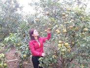 Nghĩa Lâm khai giảng lớp trồng cây ăn quả có múi