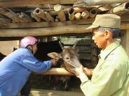 Nghĩa Đàn quyết liệt trong tiêm phòng cho vật nuôi