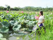 Trồng sen, nuôi cá mỗi năm lãi hơn 80 triệu đồng