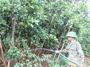 Giàu lên nhờ bưởi “trăm quả” ở Nghĩa Đàn