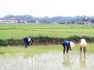 Cơn mưa “vàng” cứu lúa vụ Hè Thu