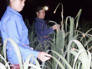 Săn châu chấu ban đêm