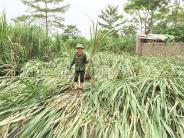 Nghĩa Liên xẩy ra trận lũ bất ngờ
