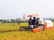 Bà con giáo dân nhộn nhịp thu hoạch lúa