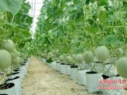 Kinh nghiệm trồng dưa lưới theo công nghệ Israel