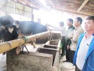 Người tiên phong nuôi bò sữa ở Nghĩa Phú