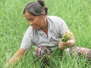 Trồng hành tăm trên đất cao cưỡng
