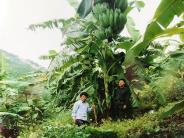 Trồng cây chuối mốc cho thu nhập cao trên đất cằn