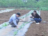 Nông dân Nghĩa Đàn tập trung chăm sóc dưa vụ Xuân