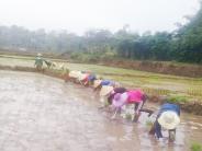 Hơn 20 chị em giúp hội viên khó khăn cấy lúa