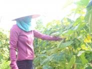 Trồng bí, dưa chuột  vụ xuân sớm cho  hiệu quả kinh tế cao