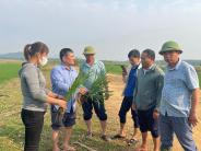 Nghĩa Đàn hơn 30 ha lúa vụ Xuân bị nhiễm bệnh đạo ôn