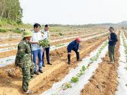 MÔ HÌNH CÓ HIỆU QUẢ TỪ VỐN VAY NGÂN HÀNG CSXH TẠI  XÃ NGHĨA HIẾU