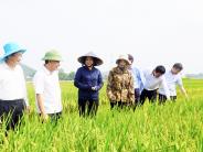 Phó Chủ tịch UBND tỉnh Nguyễn Văn Đệ kiểm tra mô hình sản xuất nông nghiệp tại Nghĩa Đàn
