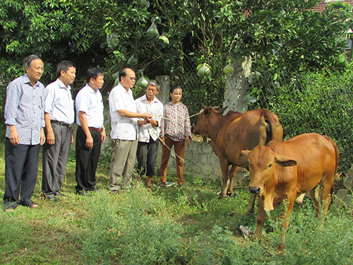 Trao bò sinh sản cho người khuyết tật – trẻ em mồ côi trên địa bàn huyện Nghĩa Đàn