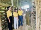 Hiệu quả từ mô hình nuôi hươu nhốt tại xã Nghĩa Thọ