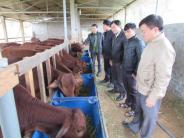 Hiệu quả từ mô hình trồng cỏ nuôi bò nhốt tại xã Nghĩa Yên