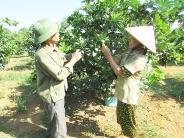 Nghĩa Bình trồng 45 ha cây có múi