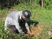 Nghĩa Đàn trồng 500 ha rừng vụ thu
