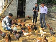 Cử nhân môi trường từ bỏ ước mơ về quê nuôi gà