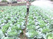 Nghĩa An trồng rau sạch thủ công phục vụ thị trường Tết nguyên đán