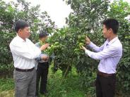 Hiệu quả từ mô hình trồng quýt bán tết