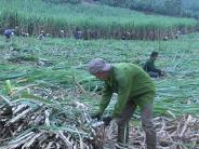 Nông dân "vui" trên cánh đồng mía lớn