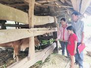 Trao bò sinh kế cho trẻ mồ côi