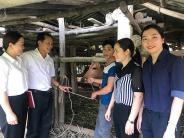 Trao bò gống sinh sản cho hộ nghèo