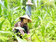 Cô học trò nghèo đạt top 10 khối C toàn quốc