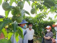 Đoàn cán bộ huyện Nghĩa Đàn học tập mô hình kinh tế nông nghiệp tại các tỉnh Tây Nguyên