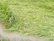 Nghĩa Minh mưa lớn gây thiệt hại nhiều diện tích lúa, hoa màu 