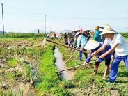 Hội viên nông dân toàn huyện tham gia ra quân làm thủy lợi vào ngày 16/10