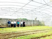 NÔNG DÂN THỊ TRẤN NGHĨA ĐÀN PHÁT HUY NGUỒN VỐN CHÍNH SÁCH