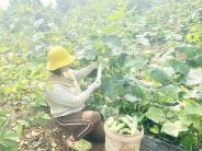 Nông dân Nghĩa Đàn phấn khởi thu hoạch dưa chuột