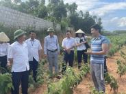 Bí thư Huyện ủy thăm, khảo sát các mô hình phát triển kinh tế