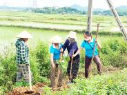 Hội LHPN xã Nghĩa Trung phát động trồng 100 cây xanh trên 1km đường chính của xã
