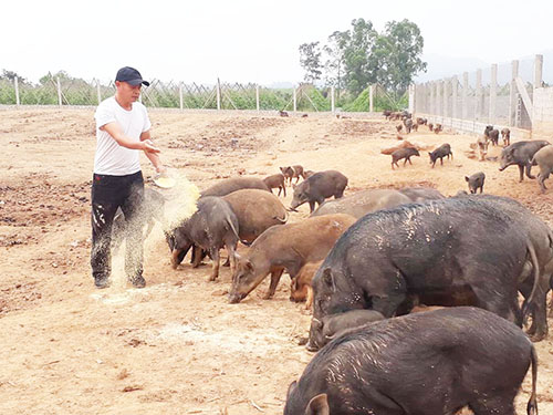 Hướng dẫn làm chuồng trại chăn nuôi lợn rừng đúng kỹ thuật