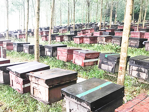 Lê Văn Thao khởi nghiệp từ mô hình nuôi ong lấy mật
