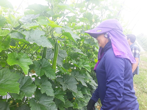 Kỹ thuật trồng bí xanh ăn giải nhiệt mùa hè với quả sai trĩu giàn