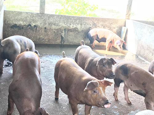 Trao lợn giống cho nông dân thực hiện mô hình Nuôi lợn thương phẩm bằng  thức ăn sinh học  Vĩnh Phúc