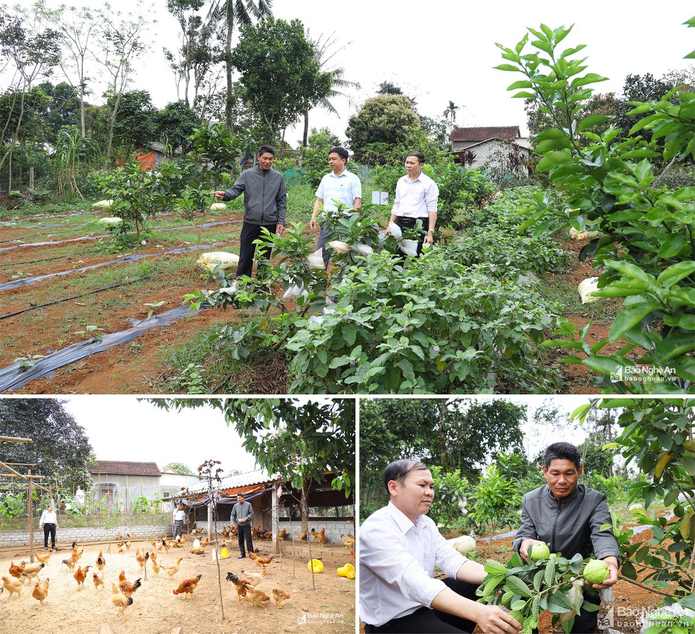 Hiệu quả mô hình vườn đẹp kết hợp với chăn nuôi theo hướng sản xuất nông  nghiệp an toàn  Trang thông tin điện tử huyện Ngọc Lặc