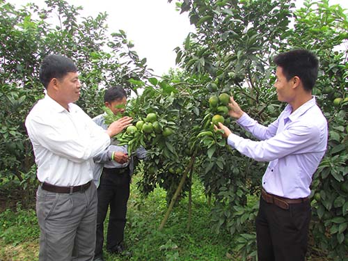 Cải tạo độ chua trên đất trồng Quýt Đường Hậu Giang bằng lân nung chảy Ninh  Bình cho hiệu quả cao