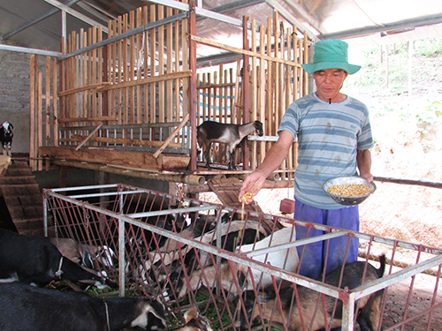 Khởi nghiệp trên mảnh đất quê hương từ mô hình chăn nuôi tổng hợp   UBNDHoangSuPhi  HaGiang