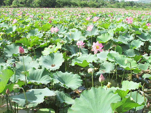 Trồng sen trên đất bỏ hoang nông dân tỉnh Quảng Nam bất ngờ thu lãi lớn hơn