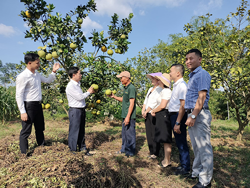 Lãnh đạo huyện thăm mô hình vườn chuẩn nông thôn mới